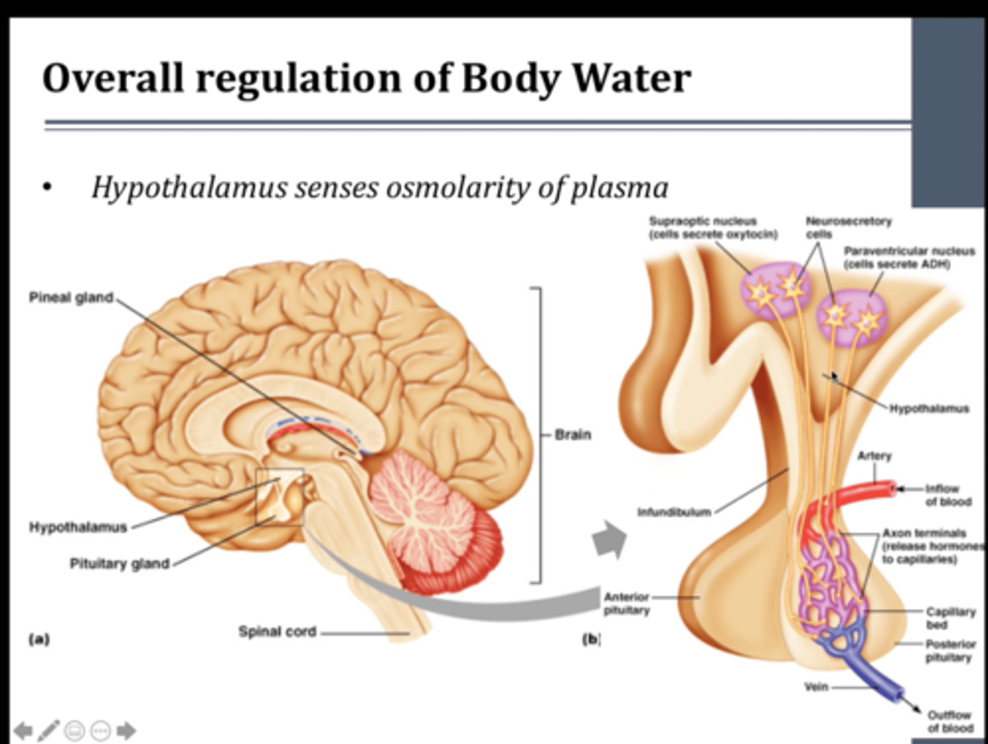 <p>The hypothalamus produces ADH.</p><p>ADH then passes through the neurosecretory cells where it is secreted into the posterior pituitary gland, where it is stored until it is needed to be released.</p>