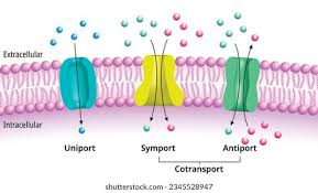 <ol><li><p>uniport </p></li><li><p>symport </p></li><li><p>antiport </p></li></ol><p>→ 2 and 3 are cotransporters </p><p></p>