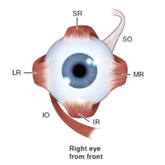 <p>What structural features make EOMs unique compared to other skeletal muscle?</p>