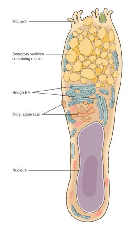 <p>What cell is this?</p>
