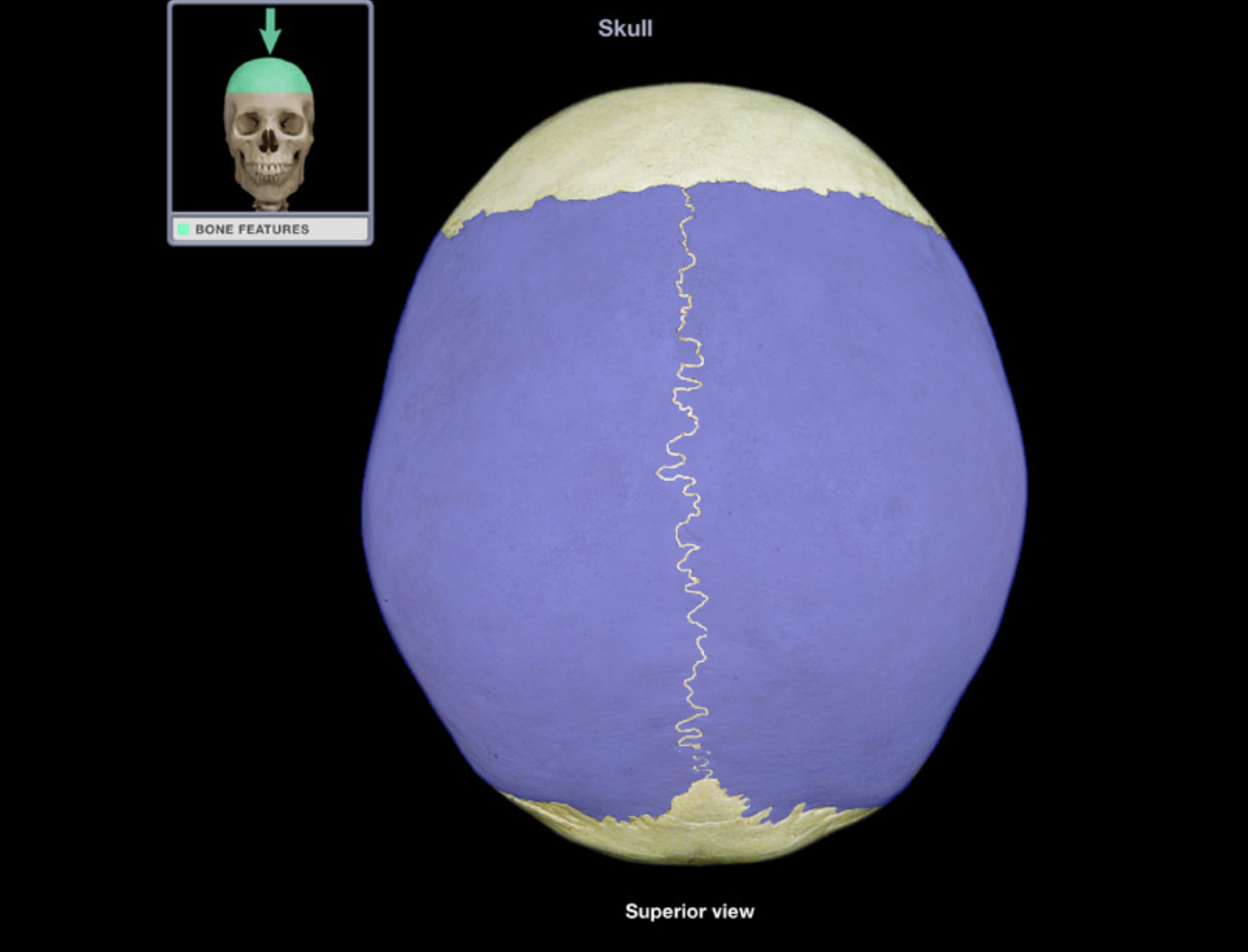 <p>Parietal bone</p>