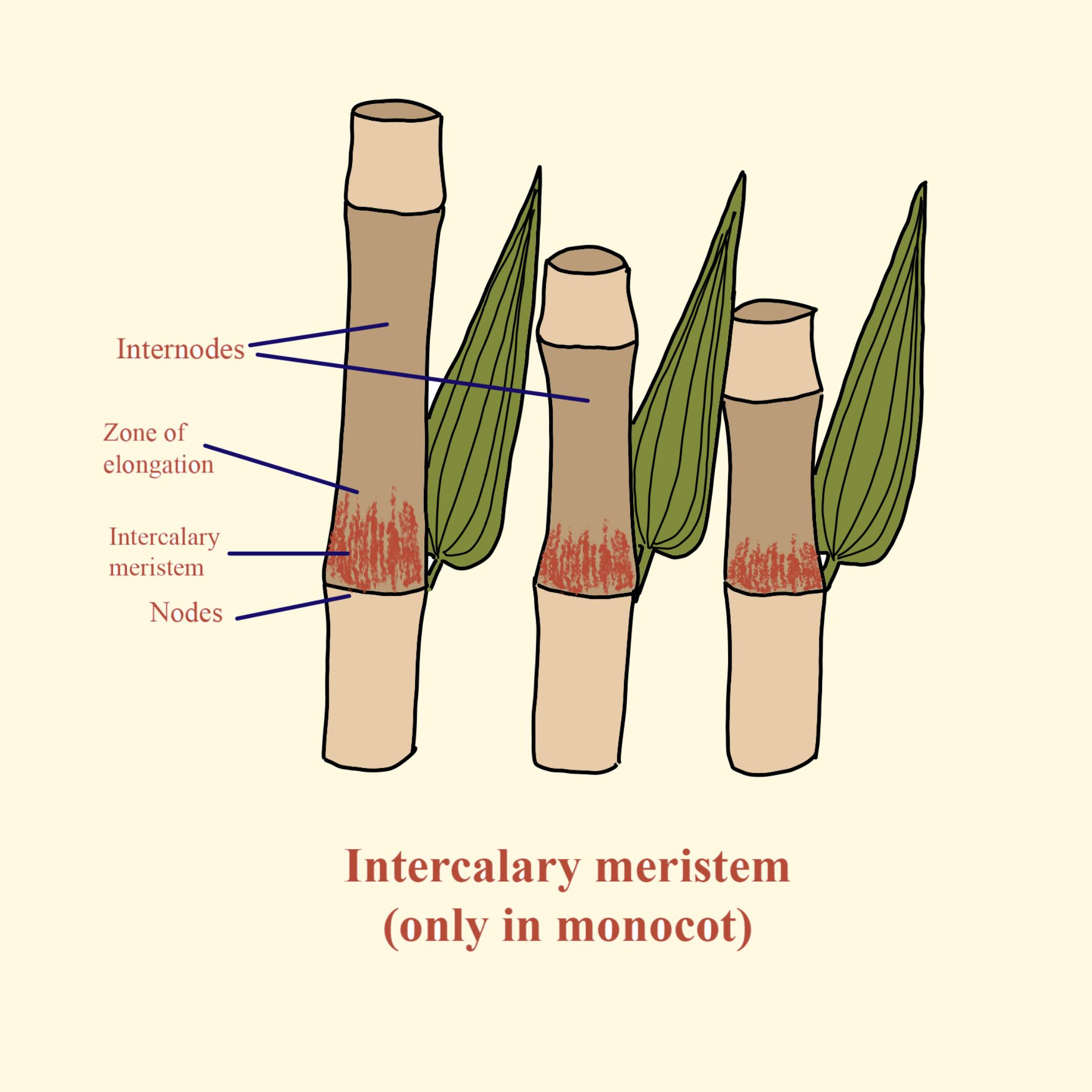 <p>Intercalary Meristem</p>