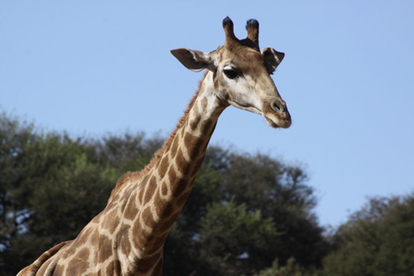 <p>en giraff</p>