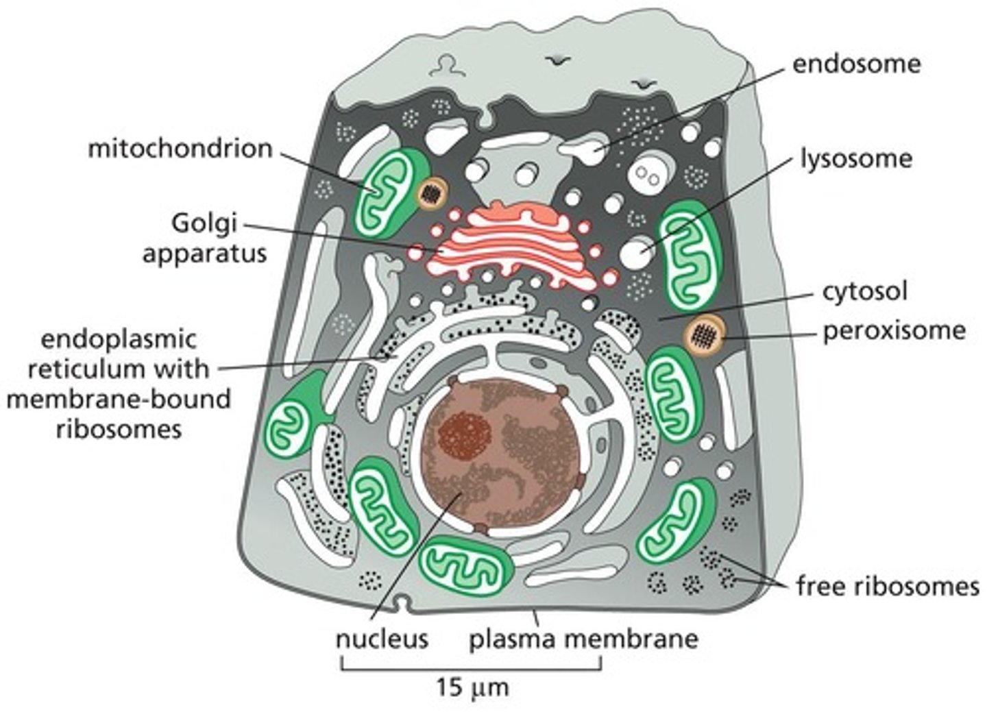 <p>Contain a Basic Set of Membrane-enclosed Organelles</p>