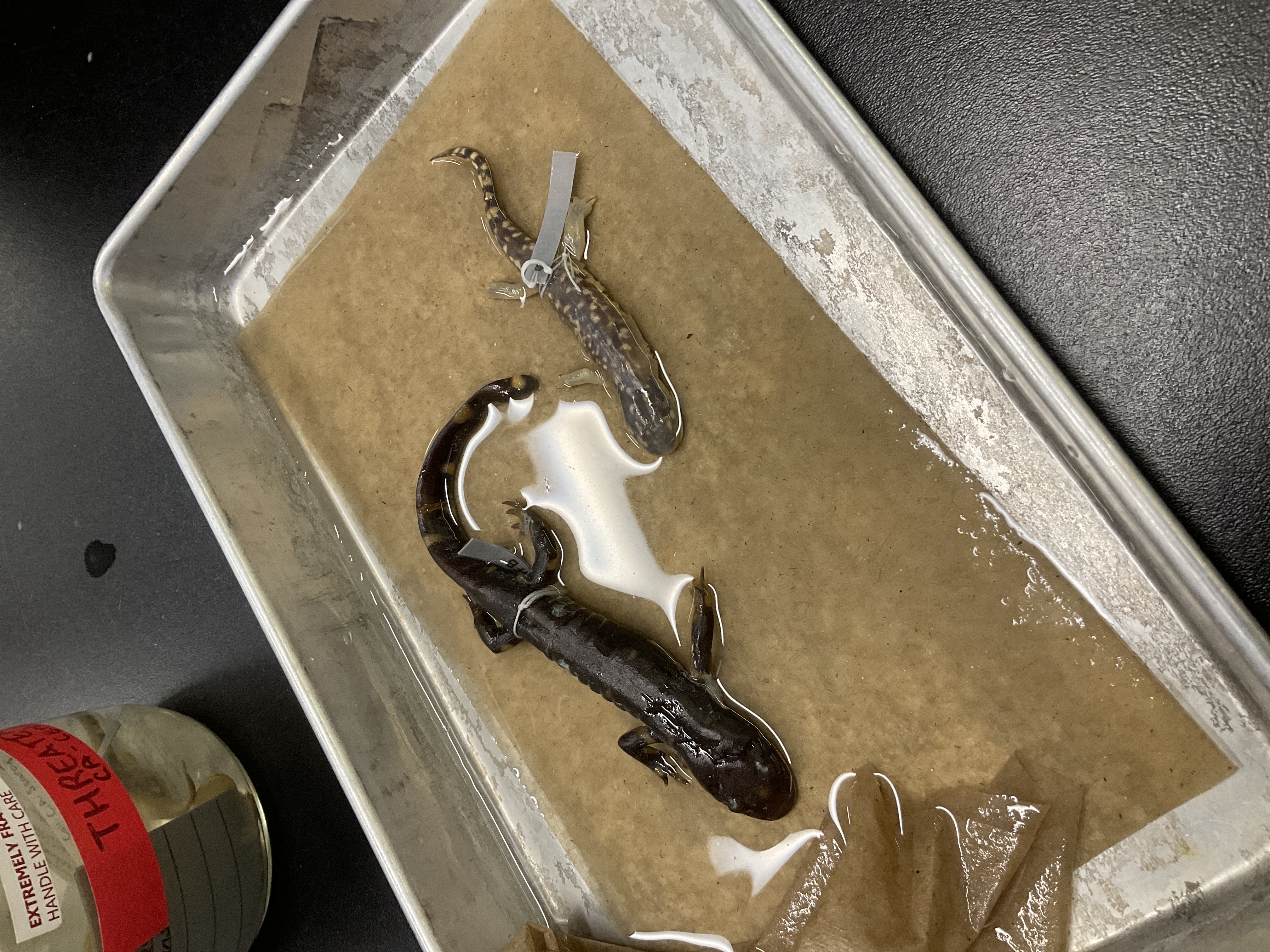 <p>Family and species</p>