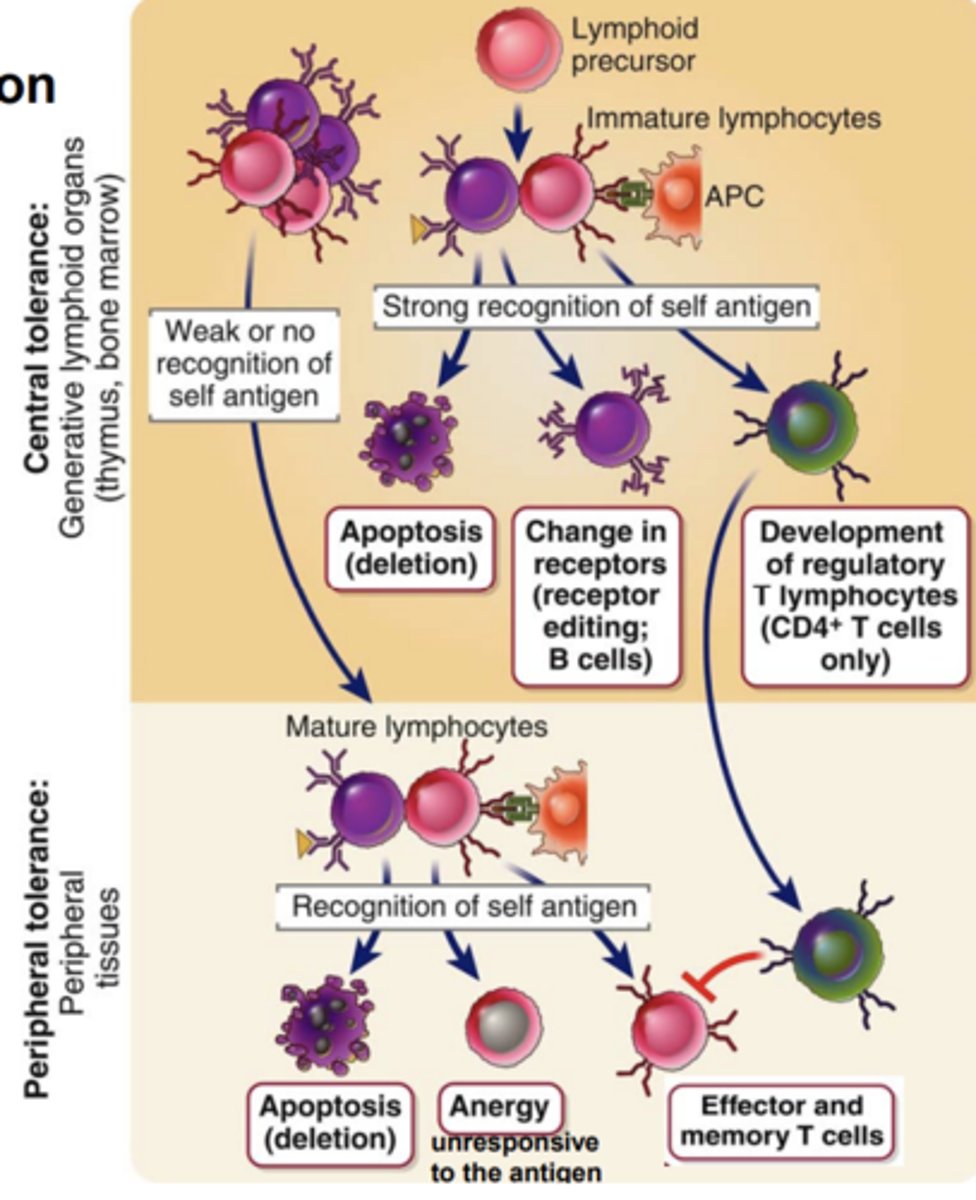 <p>all the B cells that <strong><span style="text-decoration:underline">don’t recognize the self-antigens from periphery</span></strong></p>