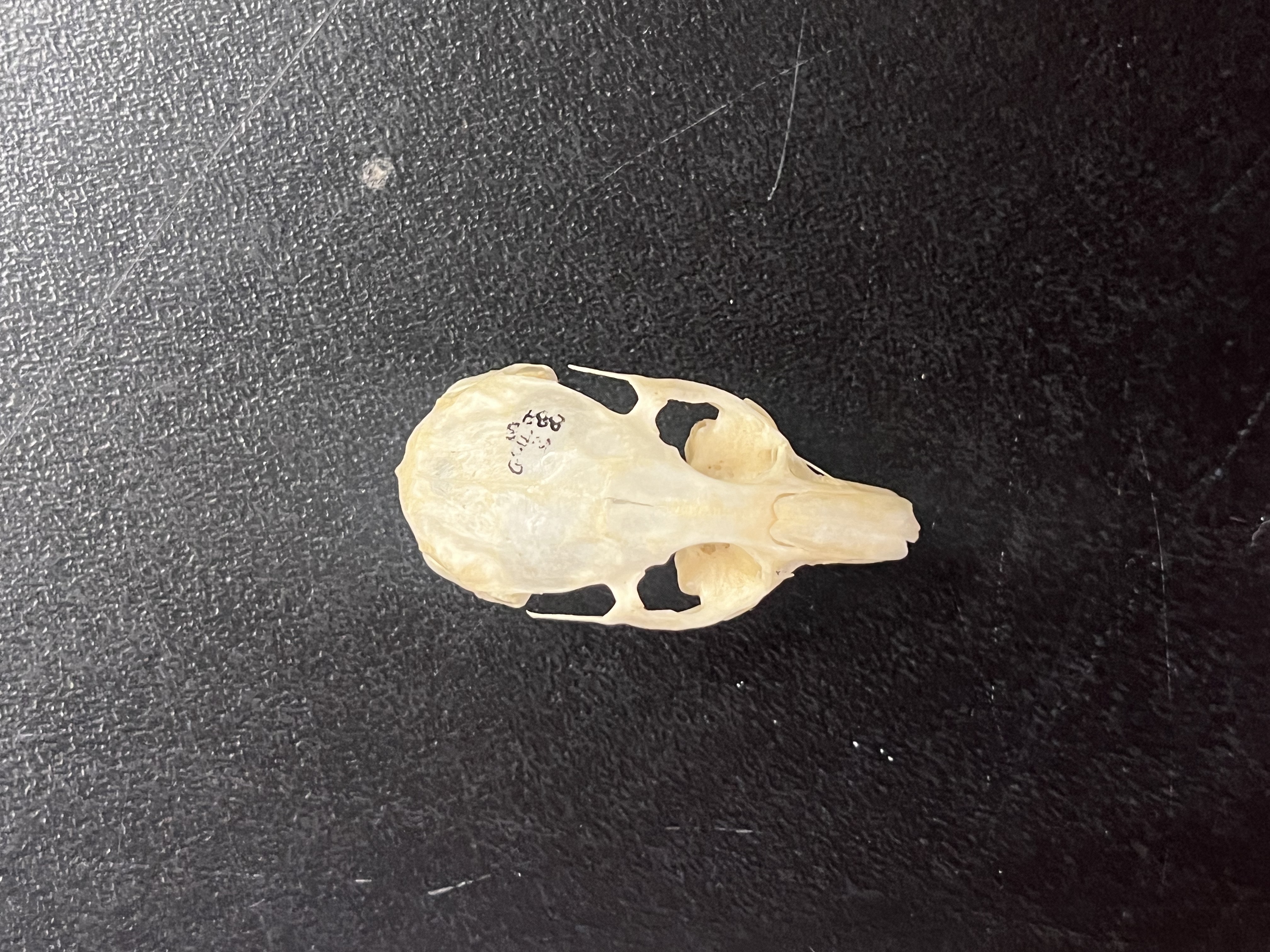 <p>Teeth behind incisors</p>