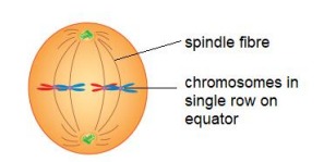Spindle enlarges
Cytoplasmic threads pull double-threaded chromosomes to the 'equator' of the cell
