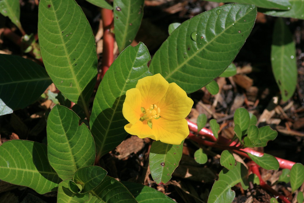 Floating primrose