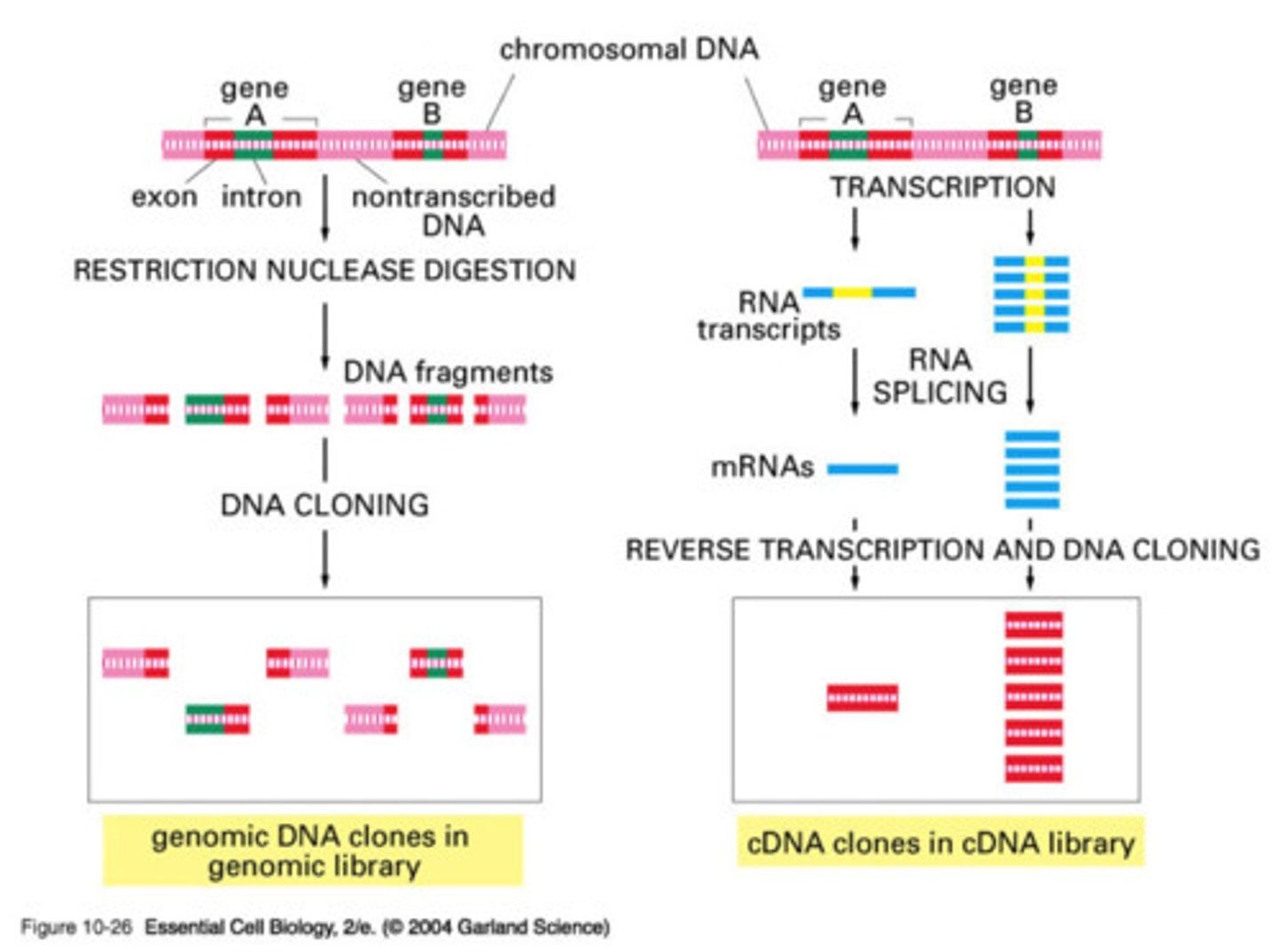 <p>a collection of cloned restriction fragments of the DNA of an organism</p><p>- 2 kinds: genomic and complementary DNA (cDNA)</p><p>- ideally contain a copy of every DNA nucleotide sequence in the genome</p>