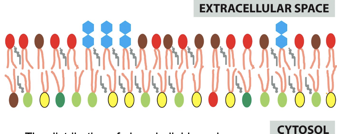<ul><li><p>asymmetrical</p></li><li><p>the distribution of phospholipids and glycolipids creates different surfaces</p></li></ul><p></p>
