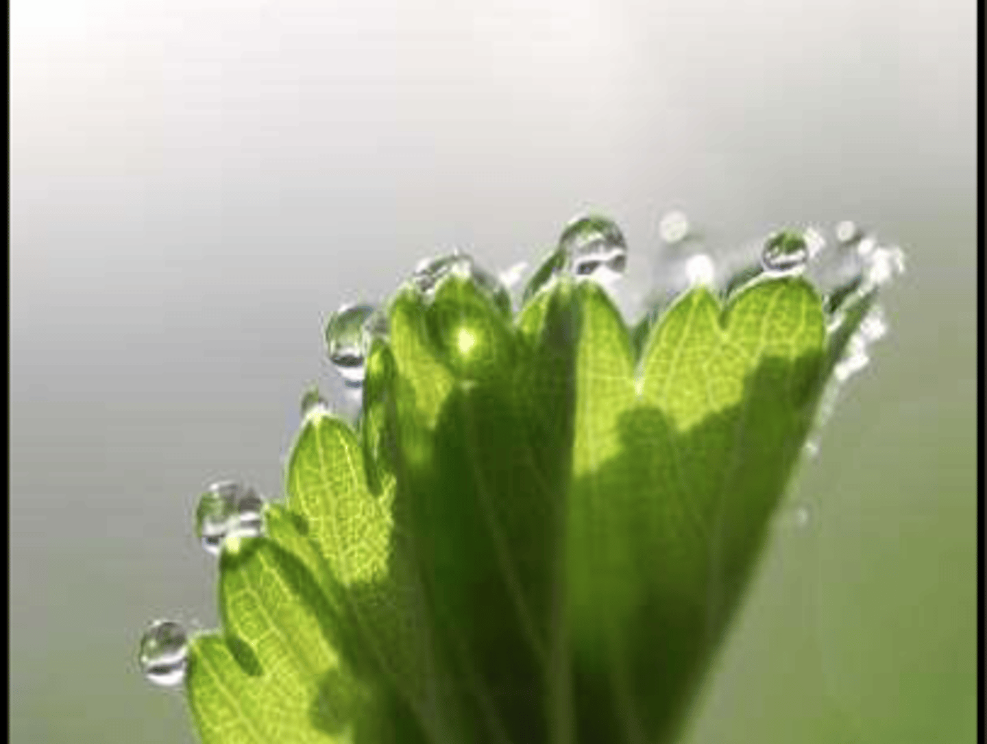 <p>Vann fordamper fra overflaten av planten (fra blad / stengel) --> skaper et undertrykk --> trekker / suger vann oppover gjennom stengelen.</p><p>Forutsening: Kreves en sammenhengende vannsøyle</p><p>- Adhesjons- og kohesjonskreftene sørger for at vannsøylen holder seg ubrutt</p><p>- Hvis vannsøylen brytes kan den ikke settes sammen igjen --> kan ikke frakte vann --> tørke ut (ikke kritisk dersom én av mange brytes)</p><p>--> Årsaken til hvorfor trær feller blader om vinteren (ingen blader --> mindre fordampning)</p>