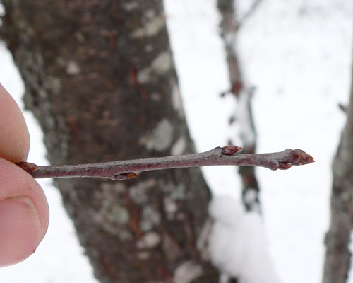 <p>Common name: Black cherry</p><p></p><p>Genus: Prunus</p><p></p><p>Species: serotina</p><p></p><p>Family: Rosaceae</p>