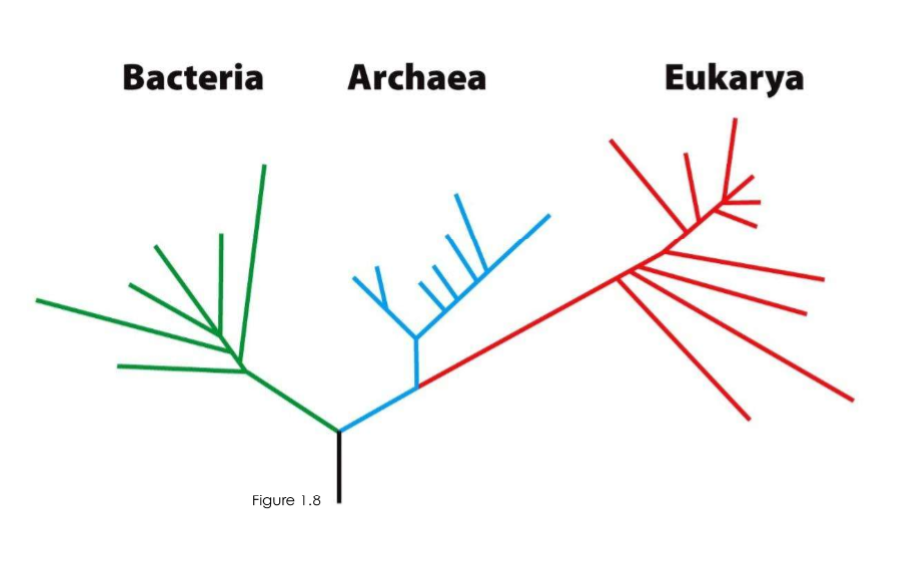 <p>eukarya (used to be bacteria though back when we didn’t know)</p>