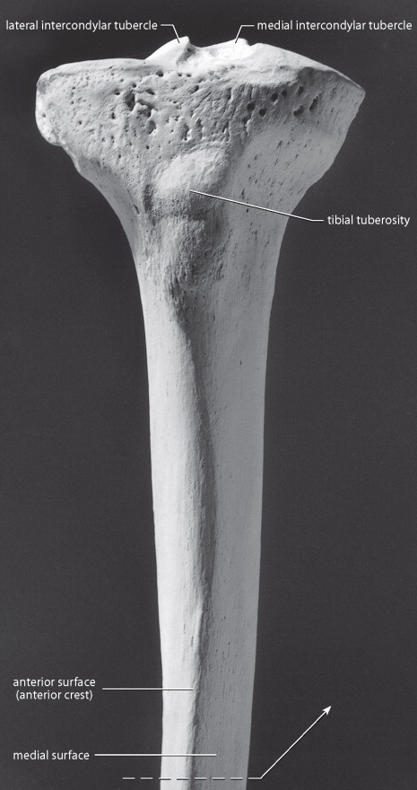 <p>roughened area on anterior/medial</p>