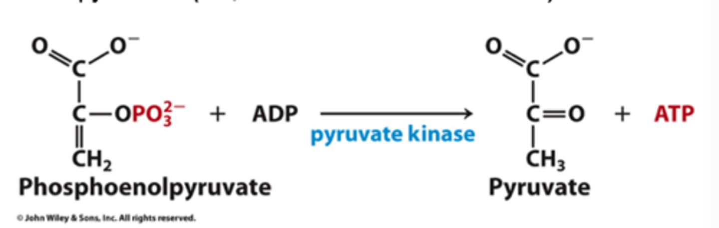 <p>phosphoenolpyruvate to pyruvate (2)</p>