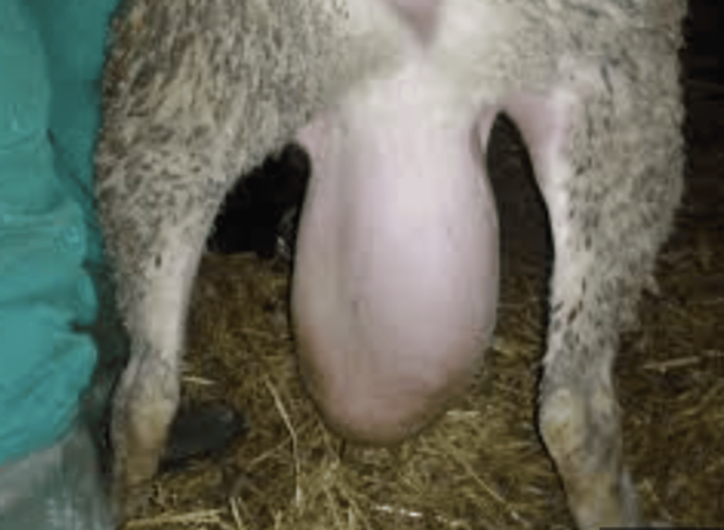 <p>inflam. del testículo</p><p>(uni/bilateral)</p>