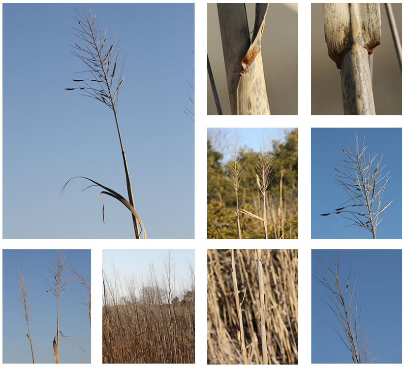 <p>Giant cordgrass</p>