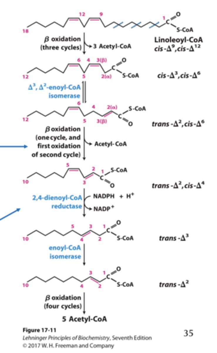 <p>Results in 1 fewer FADH 2 after isomerization (4th cycle; C12 -C10), but 1 FADH 2 is produced during the first step of the next cycle (5th cycle; C10 -C8).</p><p>(top arrow)</p>