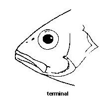 <p>terminal </p>