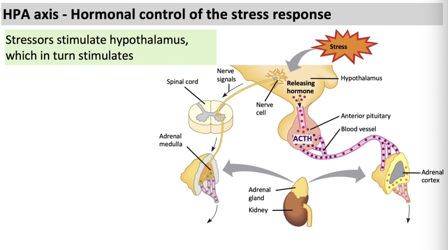 <p><span>Illustrate the function, significance, and control of the Hypothalamic‐Pituitary‐Adrenal (HPA) Axis.</span></p>