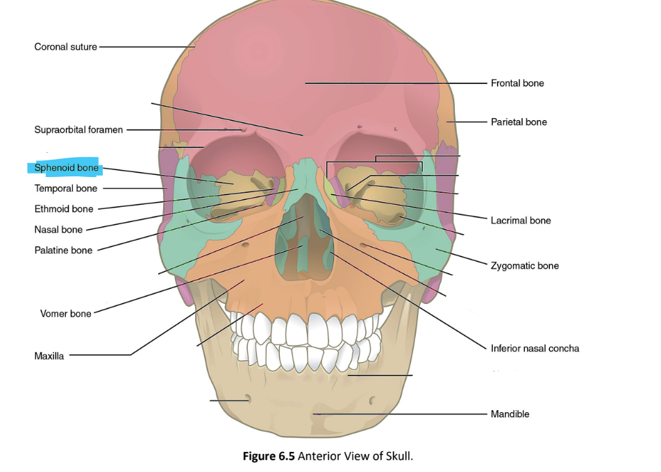 <p>sphenoid bone</p>