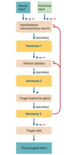 <p><span data-name="check_mark" data-type="emoji">✔</span> It shows the <strong>3-hormone chain of command</strong>:<br><span data-name="one" data-type="emoji">1⃣</span> Hypothalamus<br><span data-name="two" data-type="emoji">2⃣</span> Anterior pituitary<br><span data-name="three" data-type="emoji">3⃣</span> Target endocrine gland</p>