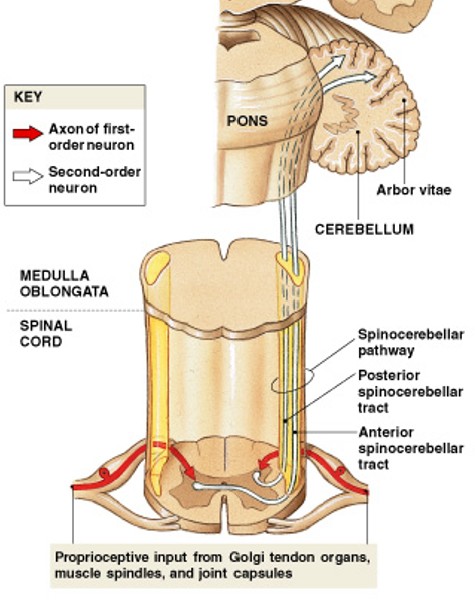 <p>Which major somatic sensory pathway:</p><ul><li><p>From spinal cord to cerebellum</p></li></ul><p></p>