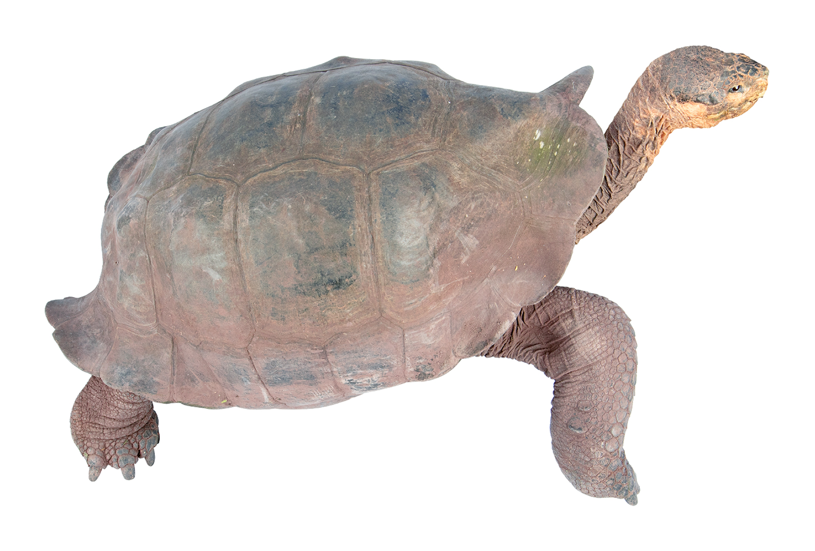 <p>Pinzon tortoise </p>