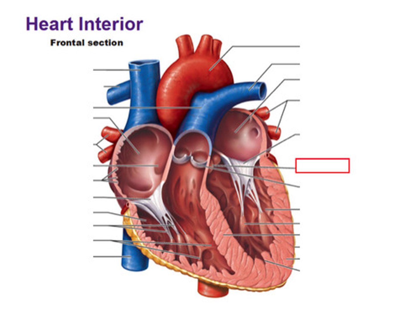 <p>valve that opens to send oxygenated blood to the Aorta</p>