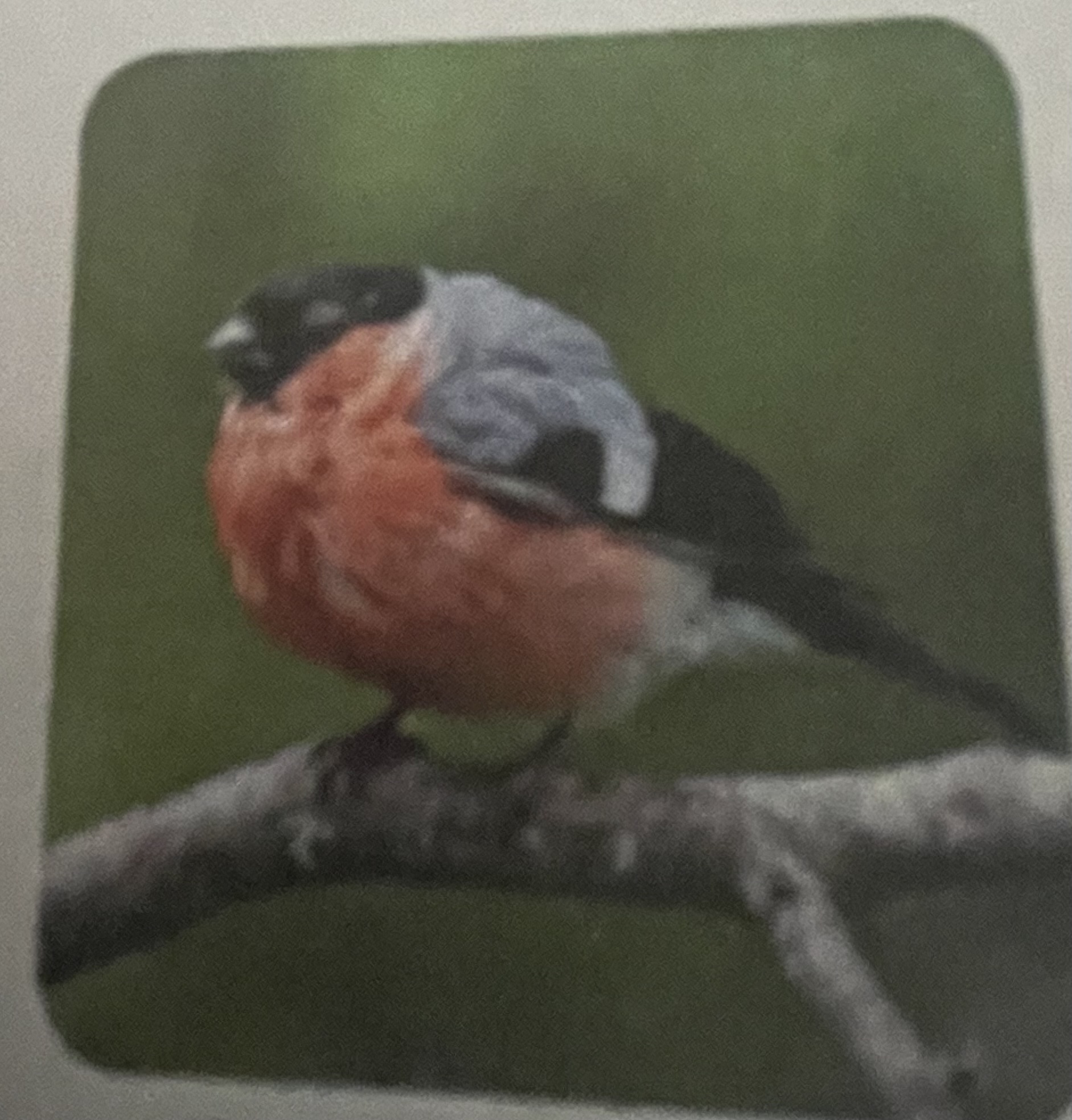 <p>mikä eläin</p>