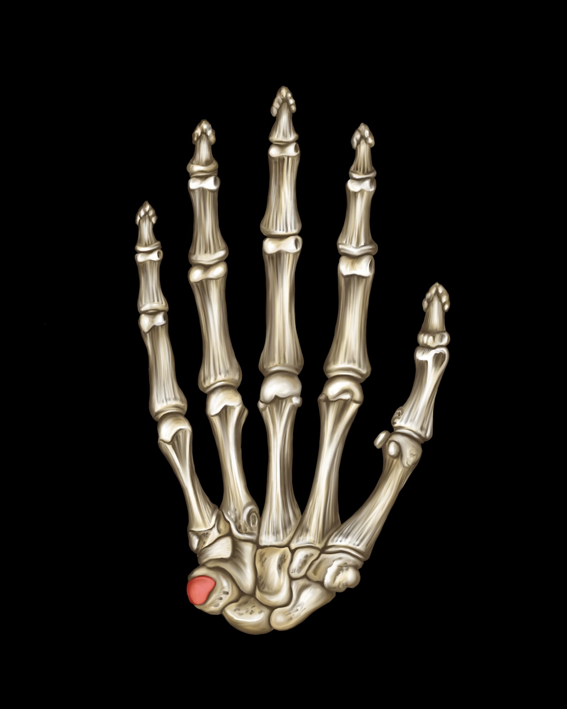 term image