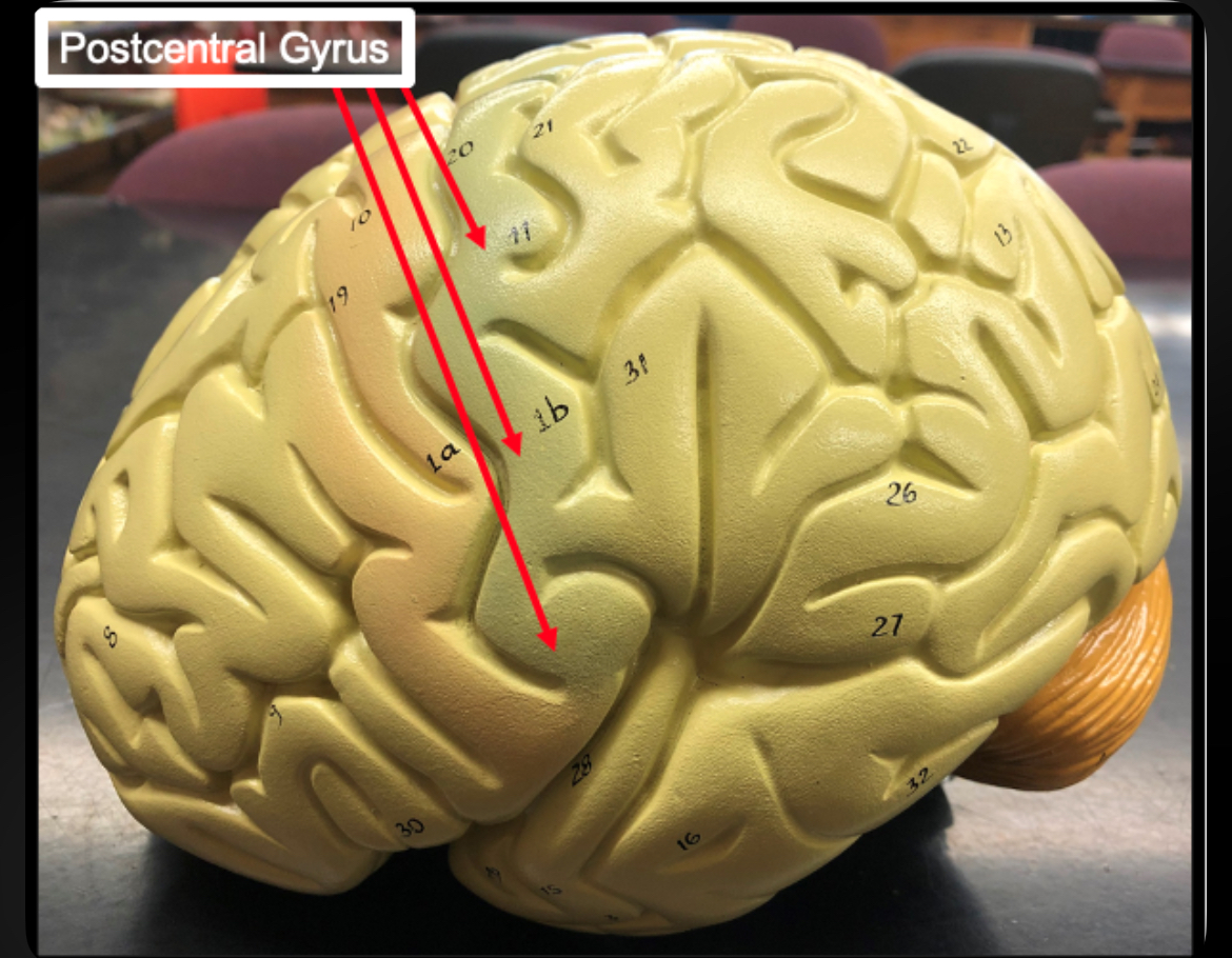 <p>Postcentral Gyrus</p>