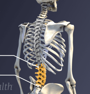 <p><span>the lower part of the spine</span></p>