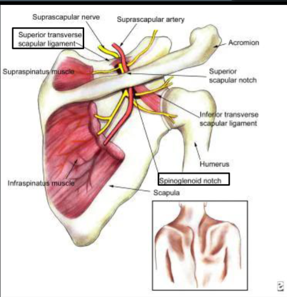 <p>Nerve under, artery over (“Army over Navy”)</p>