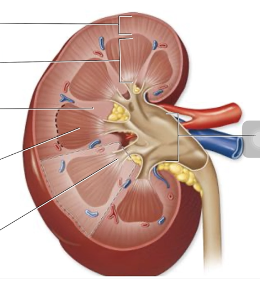 <p>Label the structures of the kidney.</p><p></p><ul><li><p>Renal pyramid</p></li><li><p>Renal column</p></li><li><p>Renal pelvis</p></li><li><p>Renal papilla</p></li><li><p>Renal cortex</p></li><li><p>Renal medulla</p></li></ul><p></p>