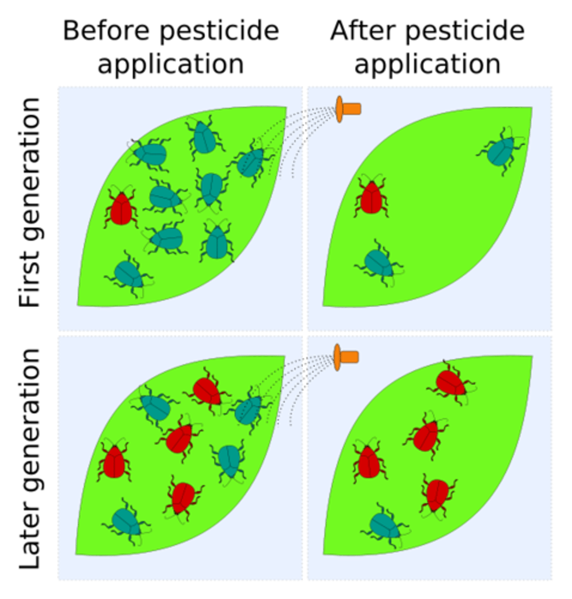 <p>Describes the decreased susceptibility of a pest population to a pesticide that was previously effective at controlling the pest. Caused by natural selection.</p>