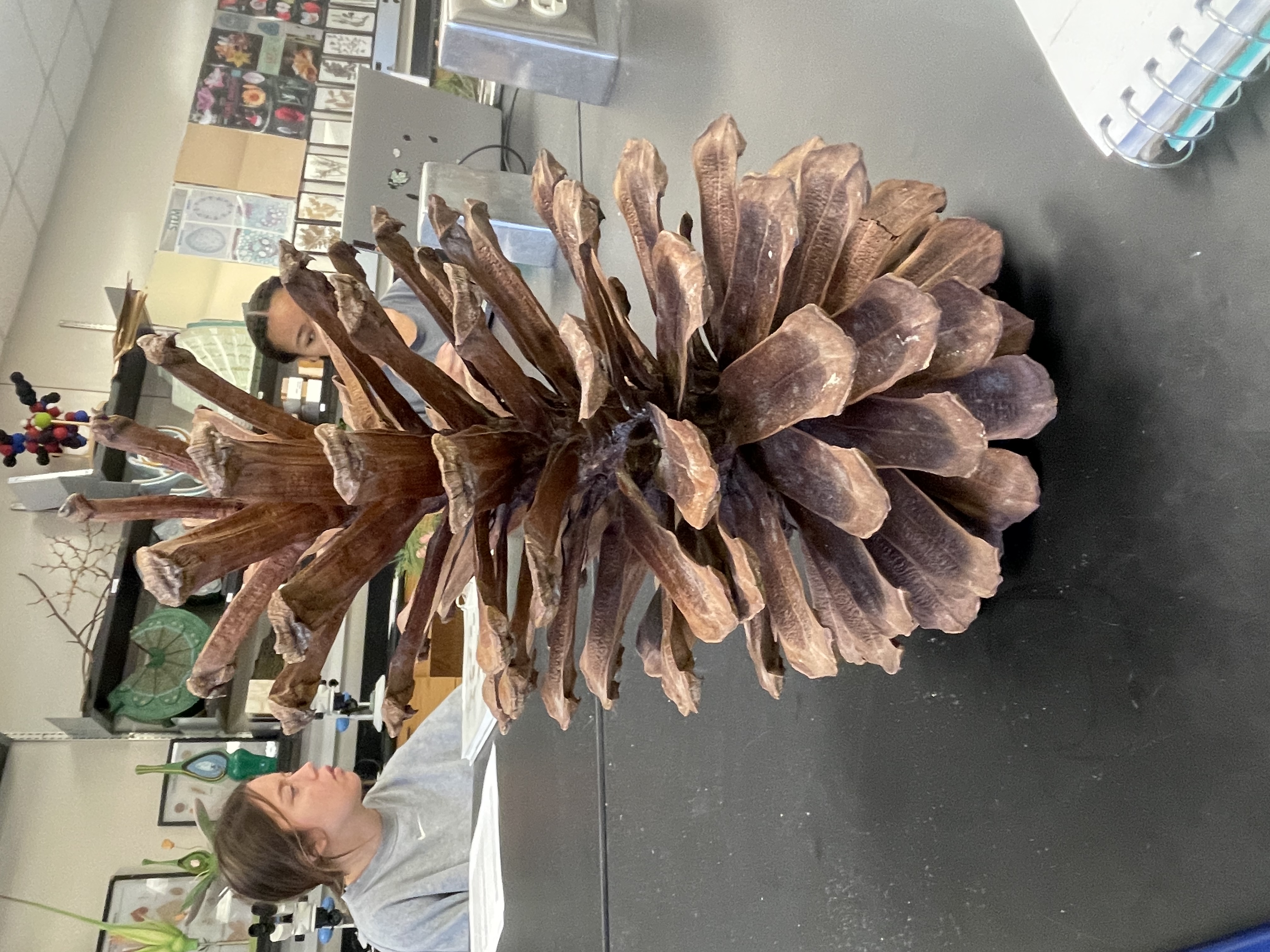 Name the phylum and structure 