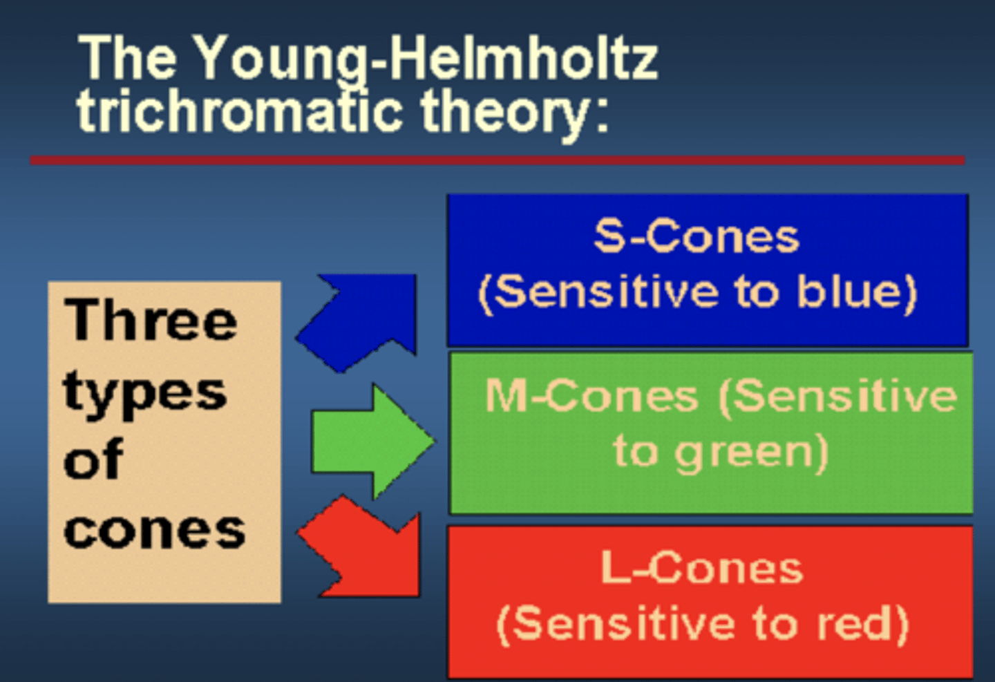 <p>The theory that the retina contains three different color receptors—one most sensitive to red, one to green, one to blue—which, when stimulated in combination, can produce the perception of any color.</p>