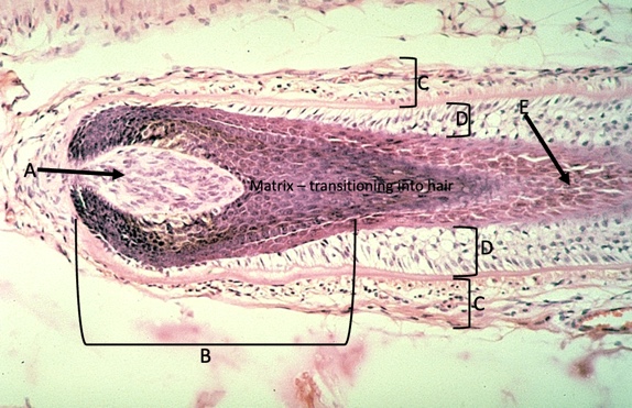 <p>name the structure of the hair follicle</p>
