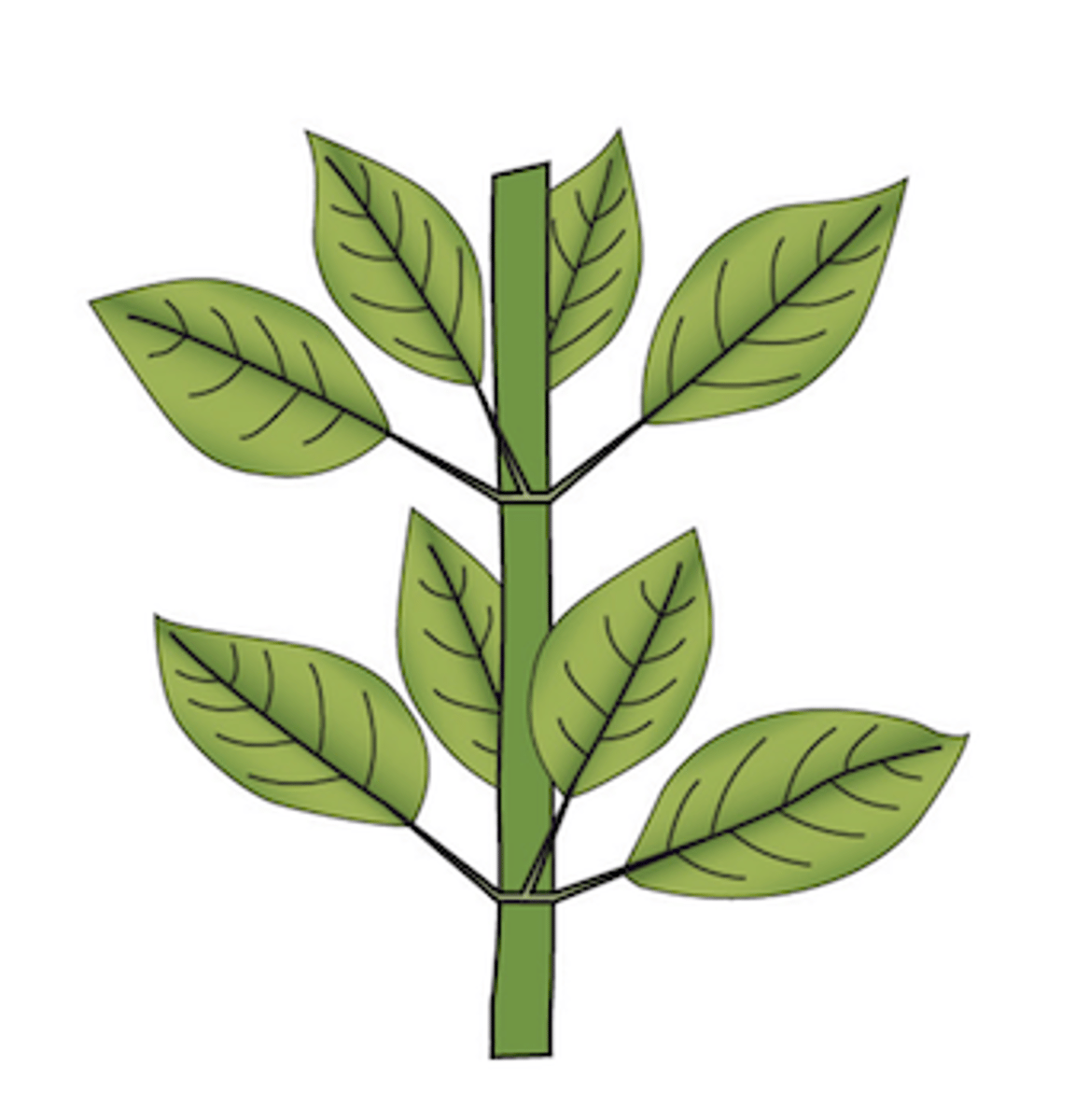 <p>What type of leaf arrangement does this plant display?</p>