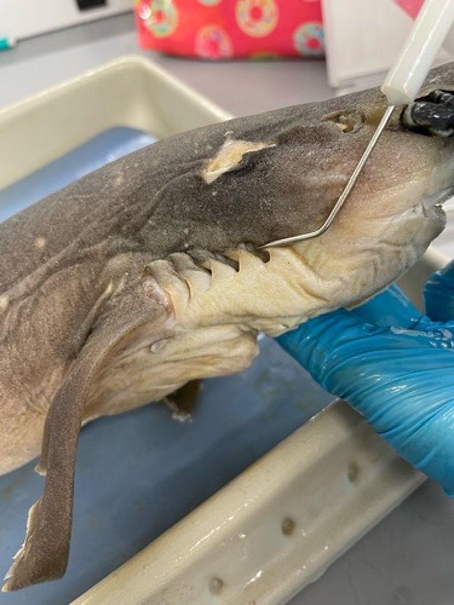 <p>gill slits: respiration</p>