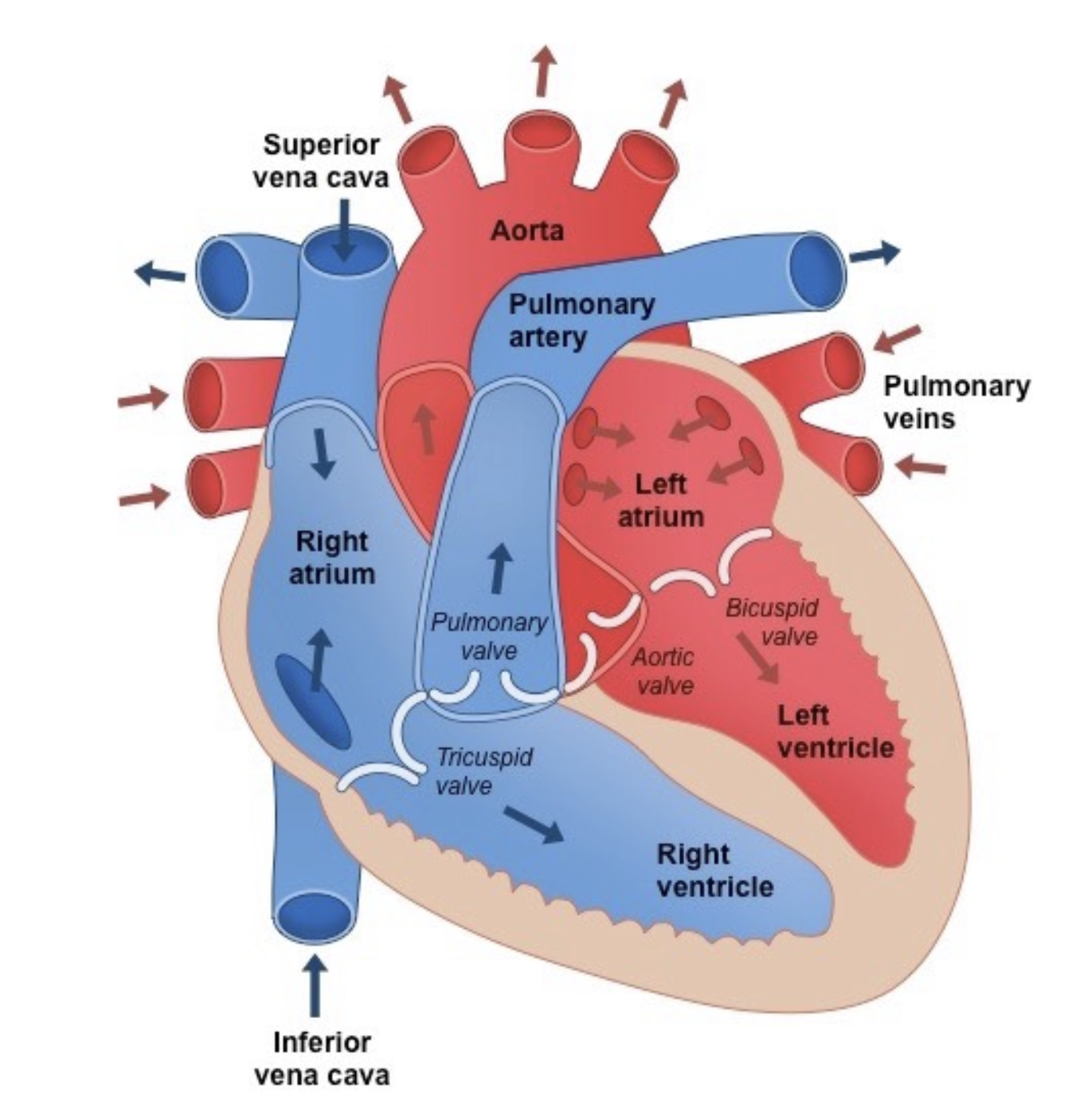 <p><strong>Cardiac Muscle</strong></p><ul><li><p>Striated, branched, interconnected by intercalated discs</p></li><li><p>Allow for coordinated contraction and relaxation of heart</p></li><li><p>Myogenic (Originate from muscle, not nerve impulses)</p></li></ul><p><strong>Pacemaker</strong></p><ul><li><p>Specialised cells in right atrium</p></li><li><p>Generate electrical impulses; Regulate heart rhythm + Initiate heartbeat</p></li></ul><p><strong>Atria</strong></p><ul><li><p>Thin walls of cardiac muscles; At top chambers</p></li><li><p>Receive blood returning to heart + Help transfer to ventricles</p></li></ul><p><strong>Ventricles</strong></p><ul><li><p>Thicker walls; At bottom chambers</p></li><li><p>Forcefully contract to pump blood out of heart to lung (right) / body (left)</p></li></ul><p><strong>Atrioventricular valves (Tricuspid &amp; Mitral valves)</strong></p><ul><li><p>Between atria and ventricles</p></li><li><p>Prevent back flow of blood from ventricles back to atria</p></li></ul><p><strong>Semilunar valves (Pulmonary &amp; Aortic valves)</strong></p><ul><li><p>Located at exits of ventricles</p></li><li><p>Ensure blood flows one-way from ventricles to arteries</p></li></ul><p><strong>Septum</strong></p><ul><li><p>Thick muscular walls separating left and right parts of heart</p></li><li><p>Prevent mixing of oxygenated and deoxygenated blood</p></li></ul><p><strong>Coronary arteries</strong></p><ul><li><p>Small arteries and veins</p></li><li><p>Supply heart with oxygen and nutrients to fulfil high metabolic demands</p></li></ul><p></p>