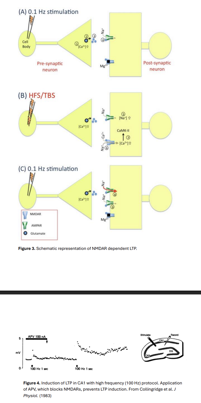<ul><li><p>the increase in AMPARs</p></li><li><p>on the postsynaptic membrane</p></li></ul><p></p>