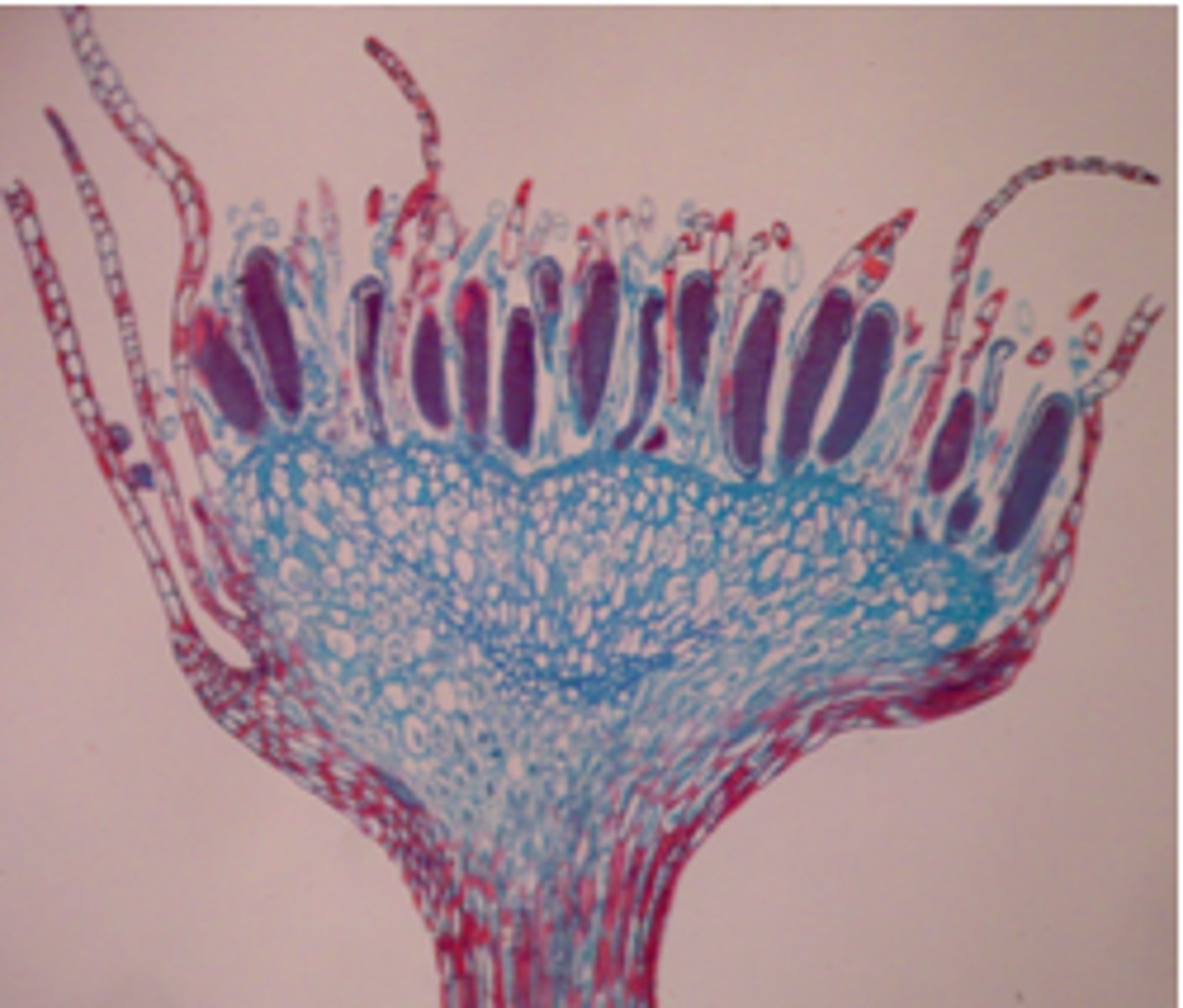 <p>-mainly gametophytes</p><p>-blades of leaves usually one cell thick</p><p>-sporophytes turn brownish red when they are ready to release spores</p>
