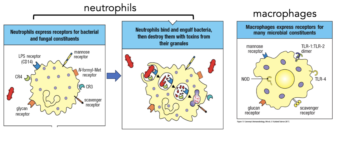 <p><strong>an example of pattern-dependent recognition: neutrophils and macrophages</strong></p><ul><li><p>_____ express pattern recognition receptors for an initial discrimination between self and non self</p></li></ul><p></p>