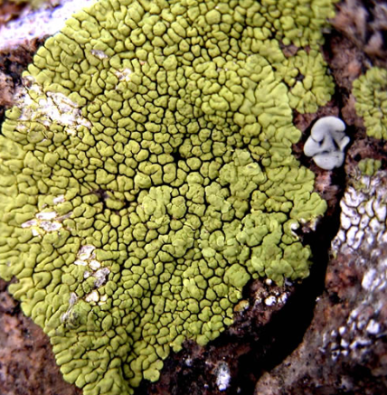 <p>What type of lichen is this?</p>