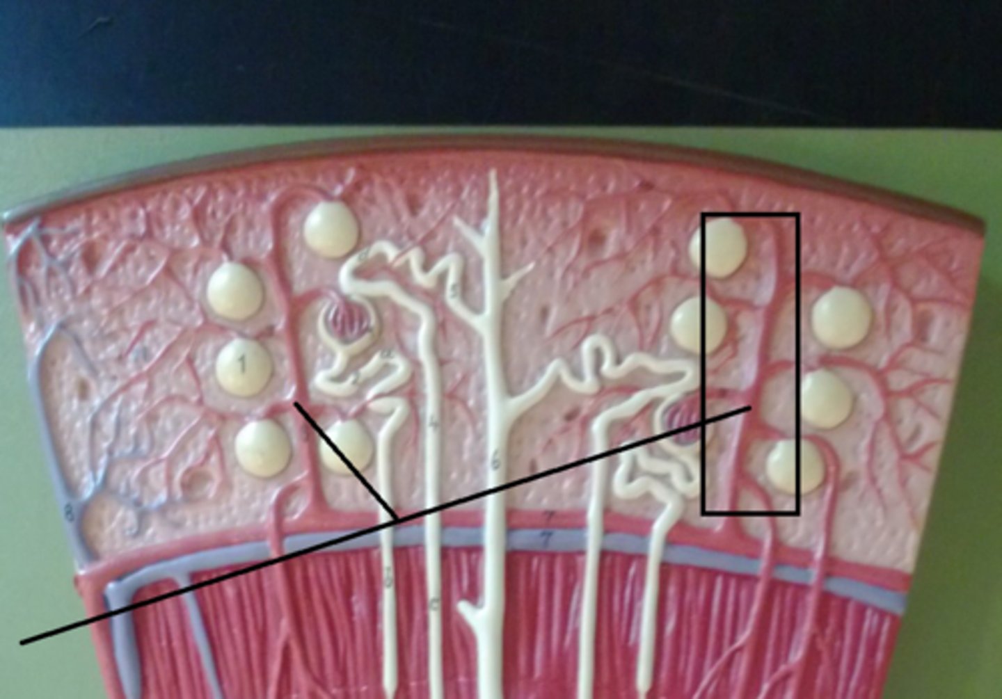<p>What part of the renal blood supply is this?</p>