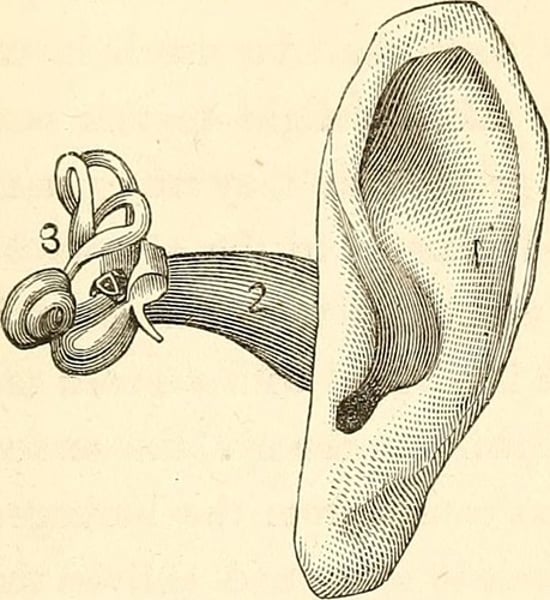 <p>brain determines pitch by the place on the basilar membrane, works best for high pitch</p>