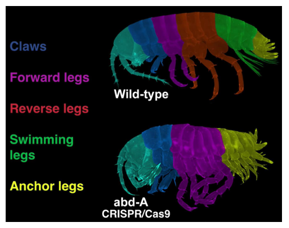 <p>No rear legs or pleopods (<em>abd-A</em> dominates <em>Ubx </em>and interacts with <em>Abd-B</em>).</p>